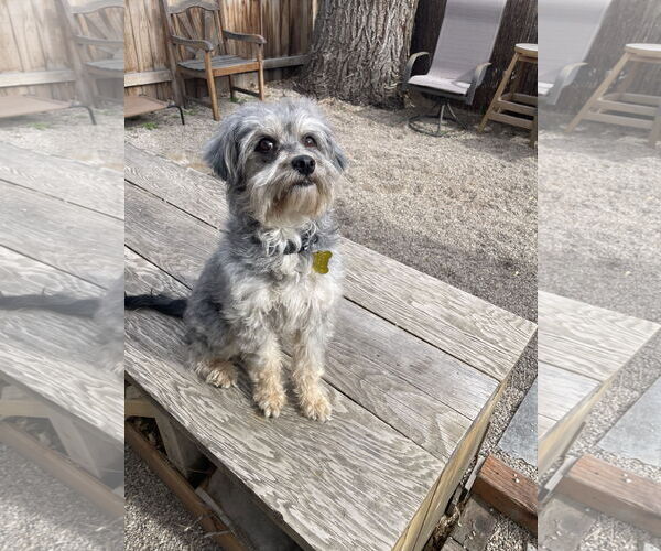 Medium Photo #2 Mutt Puppy For Sale in Sandy, UT, USA