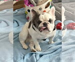 Small #2 French Bulldog