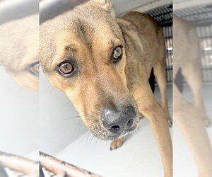 Mutt Dogs for adoption in Houston, TX, USA