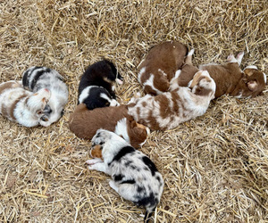 Australian Shepherd Litter for sale in SMITHS GROVE, KY, USA