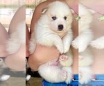 Small Photo #16 Pomsky-Siberian Husky Mix Puppy For Sale in WINDERMERE, FL, USA