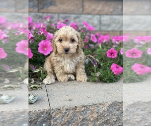 Cockapoo Puppy for sale in CANOGA, NY, USA