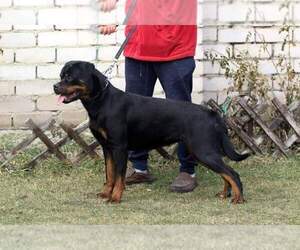 Mother of the Rottweiler puppies born on 12/10/2021