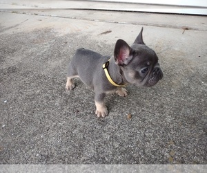 Siberian Husky Puppy for sale in PORT CHARLOTTE, FL, USA