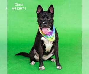 Australian Kelpie-Unknown Mix Dogs for adoption in Conroe, TX, USA