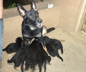 Mother of the German Shepherd Dog puppies born on 03/04/2023