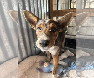 Chip - Male Australian Shepherd-Unknown Mix Dog for Adoption - Photo #6