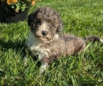 Puppy Zane Poodle (Toy)