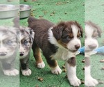 Small #21 Australian Shepherd