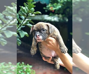 American Bully Puppy for sale in HIALEAH, FL, USA