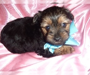 Yorkshire Terrier Puppy for Sale in JACKSON, Mississippi USA