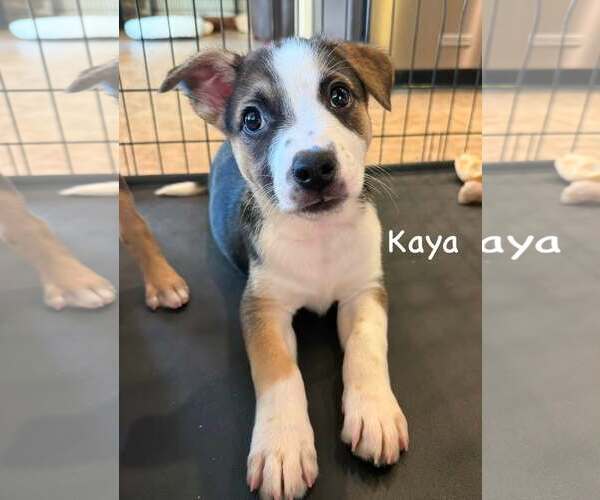 Medium Photo #6 Jack Russell Terrier-Unknown Mix Puppy For Sale in Cave Creek, AZ, USA