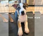 Small #5 Jack Russell Terrier Mix