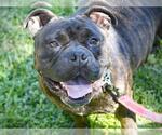 Small #1 American Staffordshire Terrier Mix