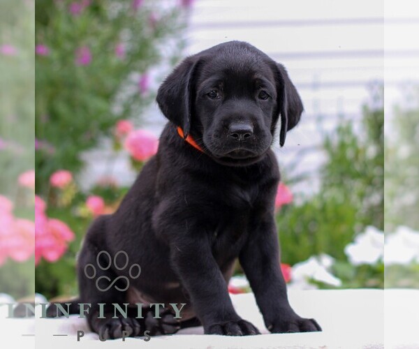 Medium Photo #4 Labrador Retriever Puppy For Sale in JONESTOWN, PA, USA