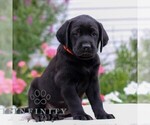 Small #3 Labrador Retriever
