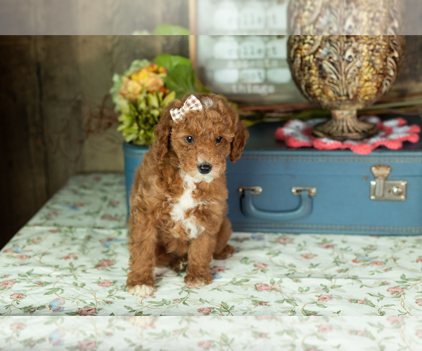 Medium Photo #1 Miniature Labradoodle Puppy For Sale in NAPPANEE, IN, USA