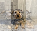 Small Photo #3 Yorkshire Terrier Puppy For Sale in CANOGA, NY, USA