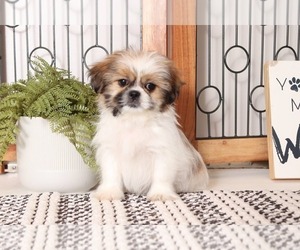 Shinese Puppy for sale in NAPLES, FL, USA