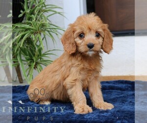 Cavalier King Charles Spaniel-Goldendoodle Mix Puppy for sale in NARVON, PA, USA