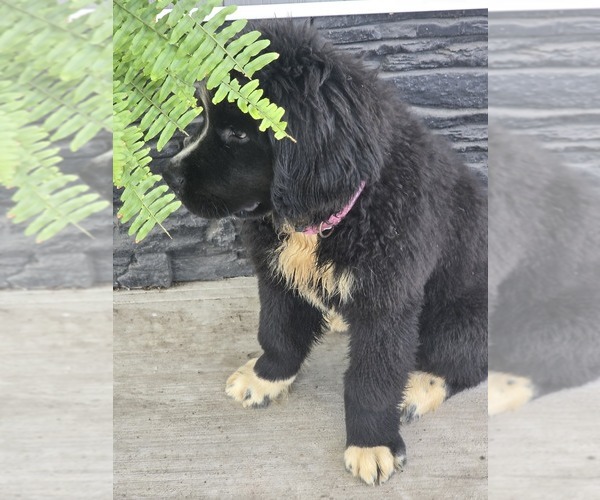 Medium Photo #9 Newfoundland Puppy For Sale in TILTON, IL, USA