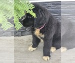 Small #8 Newfoundland