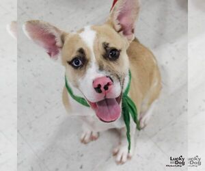 Johnson - Male Mutt Dog for Adoption - Photo #3