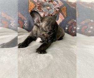 French Bulldog Puppy for sale in JOHNS ISLAND, SC, USA