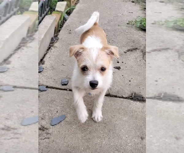 Medium Photo #2 Mutt Puppy For Sale in Plainfield, IL, USA