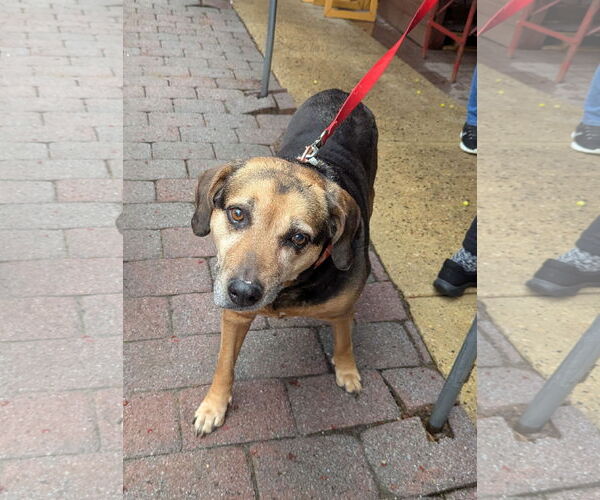 Medium Photo #9 Mutt Puppy For Sale in Oakhurst, NJ, USA