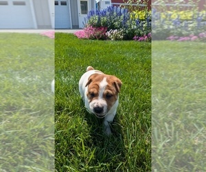 Rus-A-Pei Puppy for sale in GOSHEN, IN, USA