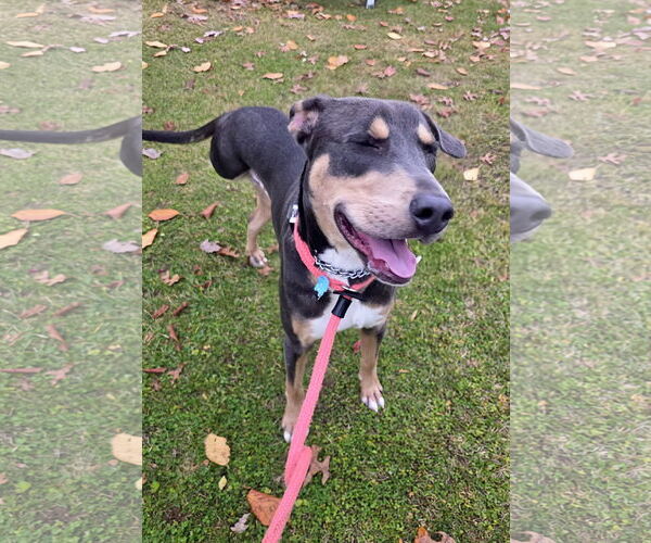 Medium Photo #15 Doberman Pinscher-Unknown Mix Puppy For Sale in Rockaway, NJ, USA