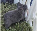 Small #1 French Bulldog