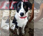 Small #3 Border Collie Mix