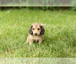 Small #1 Dachshund