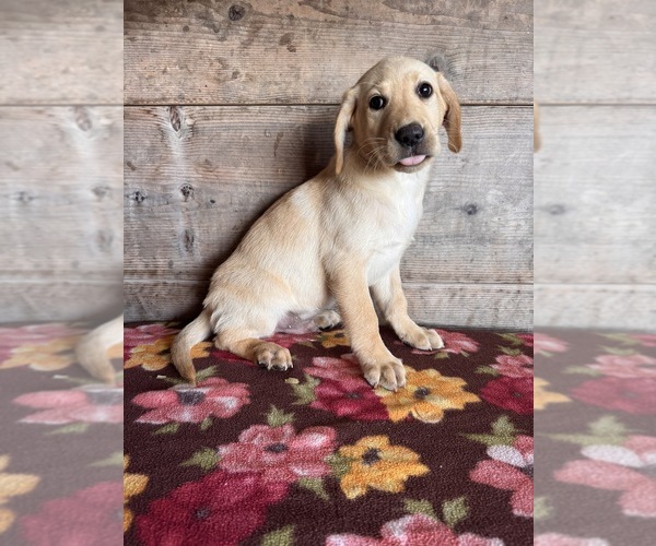 Medium Photo #10 Labrador Retriever Puppy For Sale in VERMONTVILLE, MI, USA