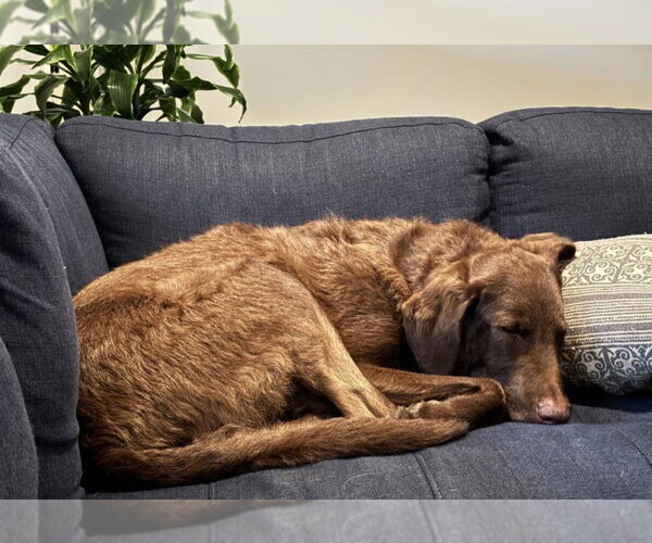 Medium Photo #4 Labradoodle Puppy For Sale in Columbus, IN, USA