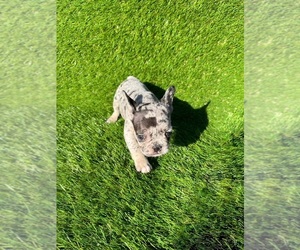 French Bulldog Dog for Adoption in PALMDALE, California USA