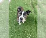 Small #1 Mutt