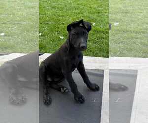 German Shepherd Dog-Unknown Mix Dogs for adoption in MIDWAY, UT, USA