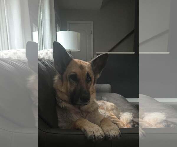 Medium Photo #7 German Shepherd Dog Puppy For Sale in Gretna, NE, USA