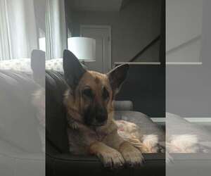 Ruby Moon *PENDING* - Female German Shepherd Dog Dog for Adoption - Photo #7