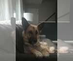 Small #6 German Shepherd Dog