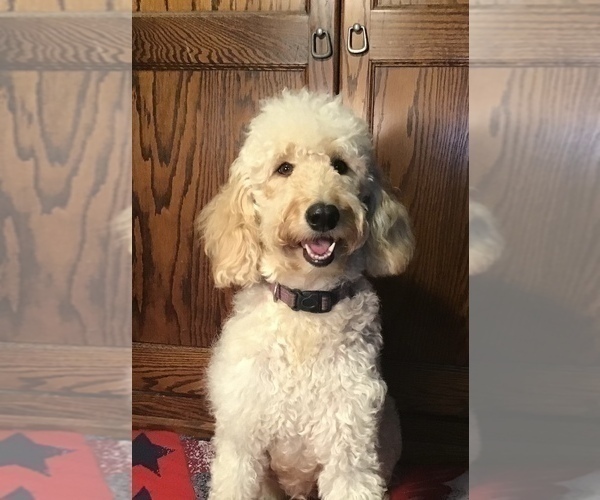 Full screen Photo #1 Goldendoodle Puppy For Sale in SHAWNEE, OK, USA