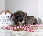 Small #2 Schnauzer (Miniature)