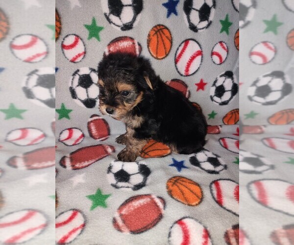 Medium Photo #9 Morkie Puppy For Sale in LAPEER, MI, USA