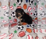Small Photo #21 Morkie Puppy For Sale in LAPEER, MI, USA