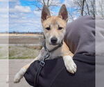 Small #4 Carolina Dog-Huskies  Mix