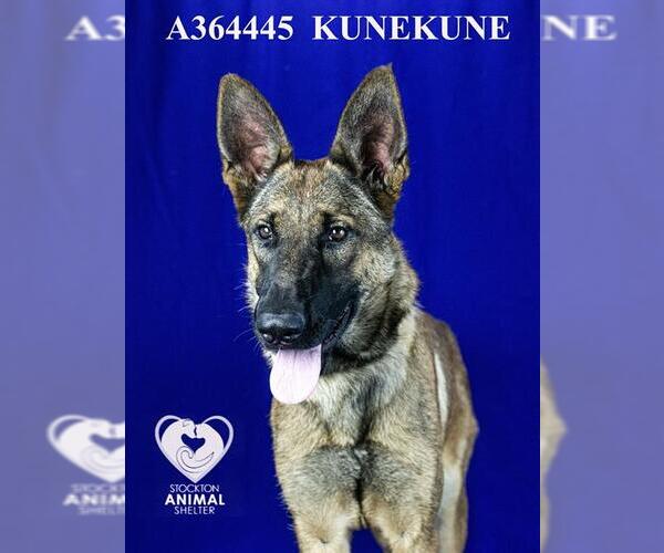 Medium Photo #2 Mutt Puppy For Sale in Stockton, CA, USA