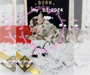 French Bulldog Puppy for sale in ATHENS, GA, USA